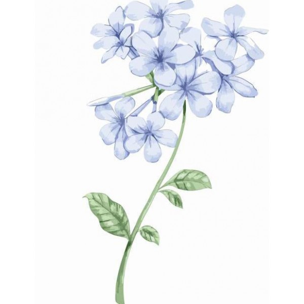 Light Blue Jasmin Flowers Paint By Numbers