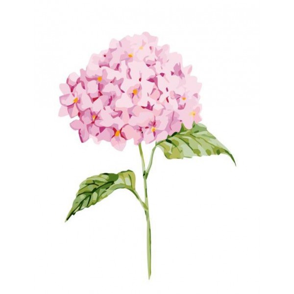 Pinkish Hydrangea Flower