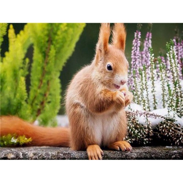 Cute Squirrel- Paint By  Number