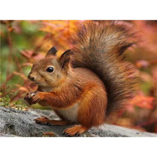 Cute Squirrel - Paint By Numbers